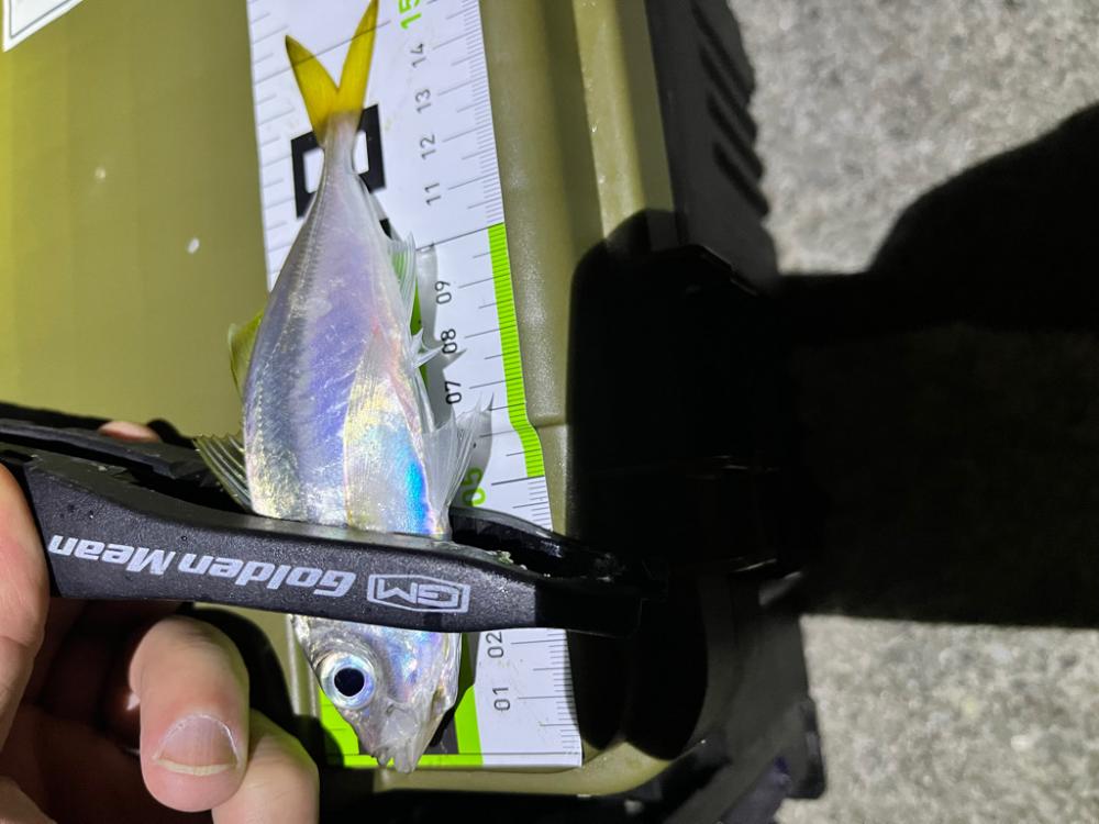 中アジはどこに？？