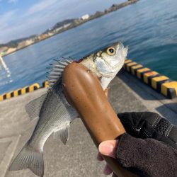 初シーバスキャッチ！