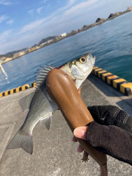 初シーバスキャッチ！