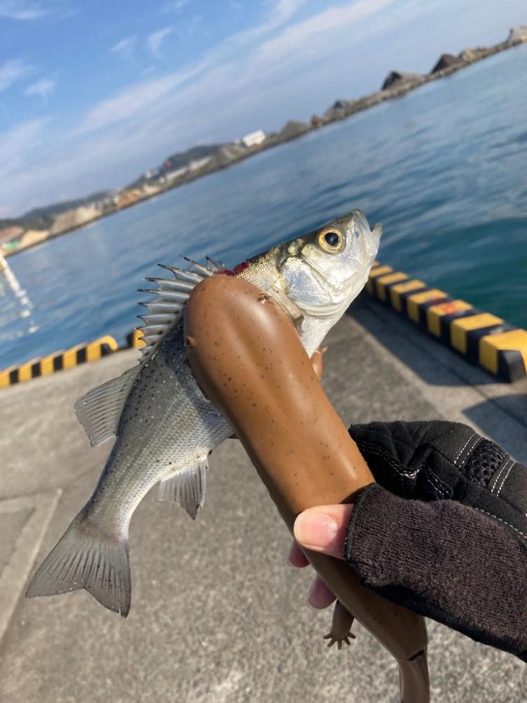 初シーバスキャッチ!