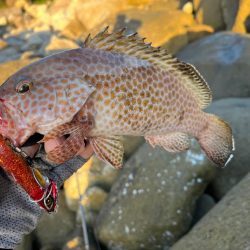 ジャックアイフリフリシャッドの強み