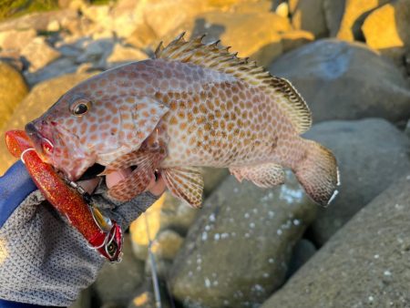 ジャックアイフリフリシャッドの強み