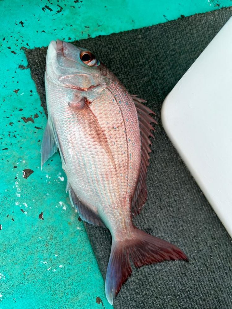 ひとつテンヤ真鯛、大原沖午後便