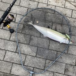 湾奥コスモ粘り。青牙マルチ。。