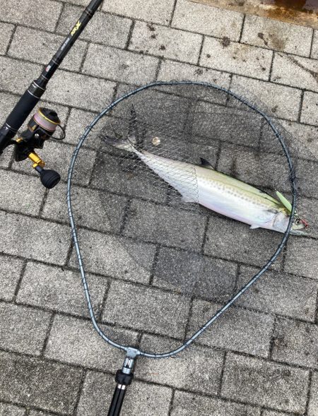 湾奥コスモ粘り。青牙マルチ。。