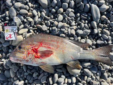 コロダイ、イシダイ狙い
