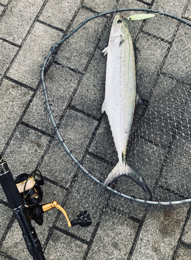 1日休み。青牙54センチ。。