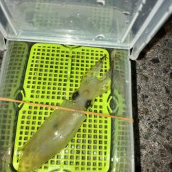 ヒイカはタイミング？(^.^)