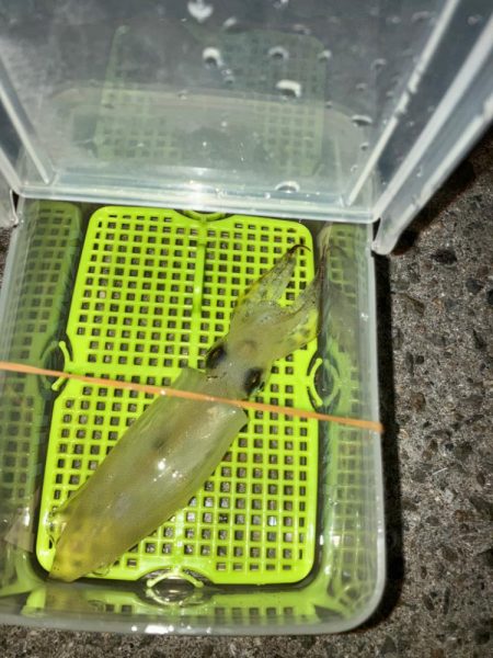 ヒイカはタイミング？(^.^)