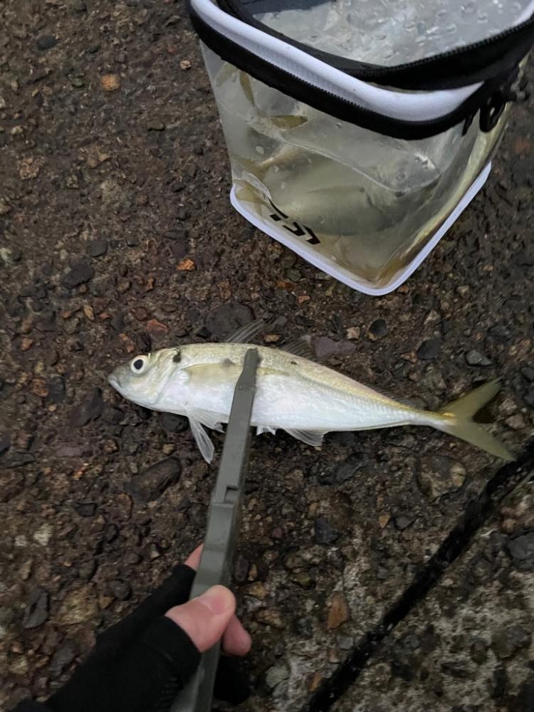 まだまだ好調！日本海アジング 最大30cm！