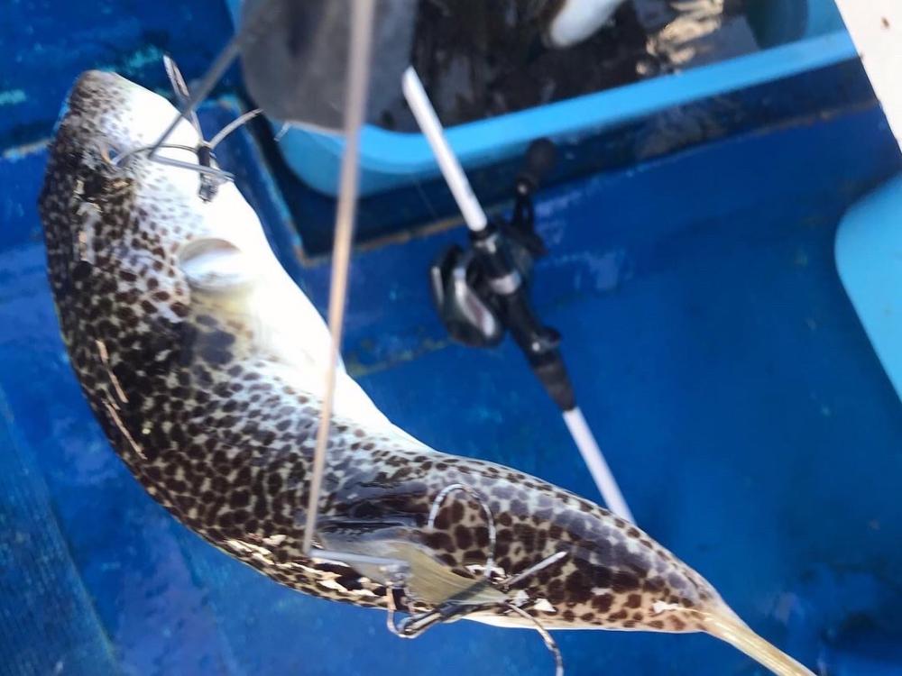 ショウサイフグす