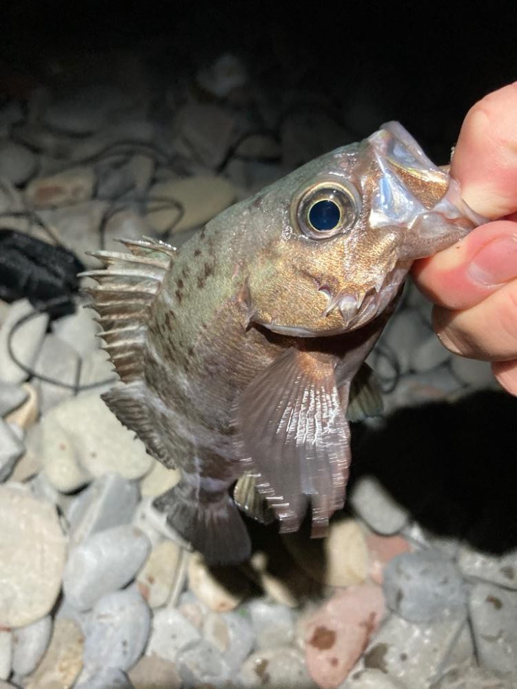 フロートメバリング