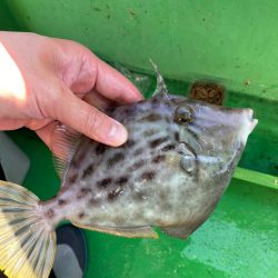 カワハギ難しい！