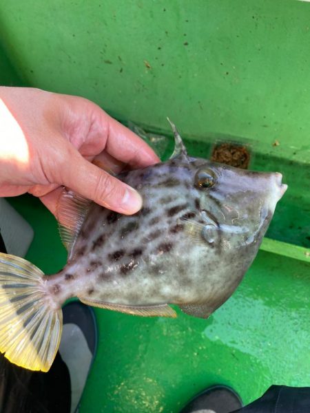 カワハギ難しい！