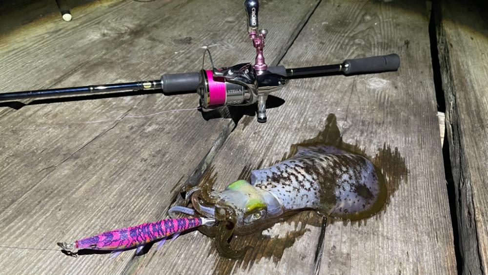 冬のアオリイカ