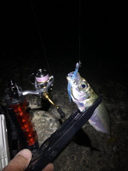 今夜は小さめだが数は好調