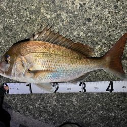 アジュール舞子にてカゴ釣り