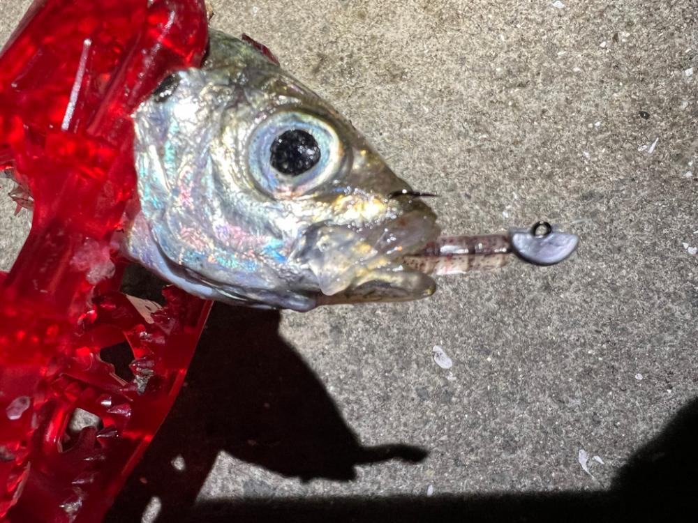 鯵を探して三千里Vel.15