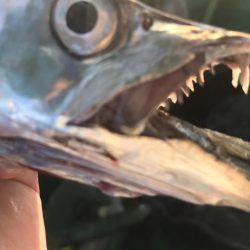 洲本沖タチウオ