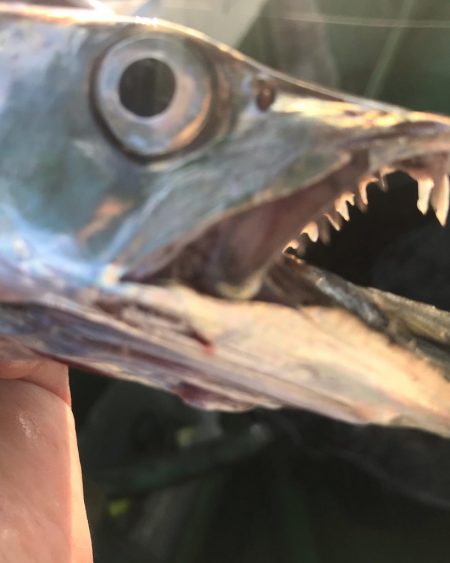 洲本沖タチウオ