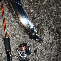 アジとタチウオ