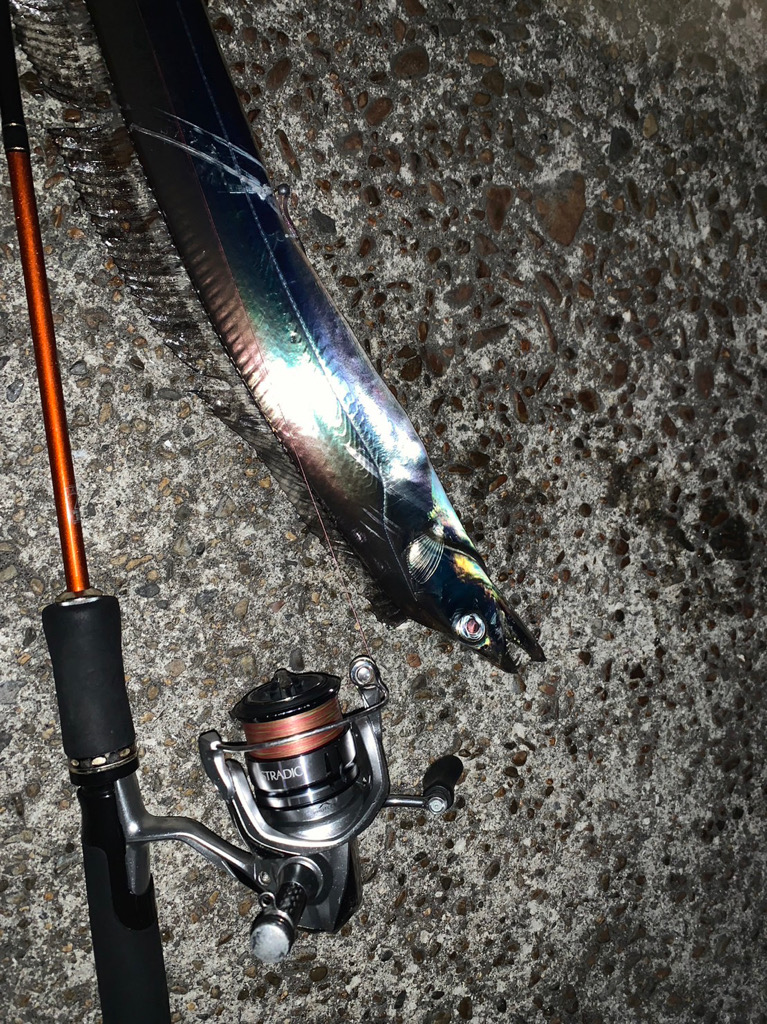 アジとタチウオ