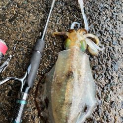 年内最後のエギング