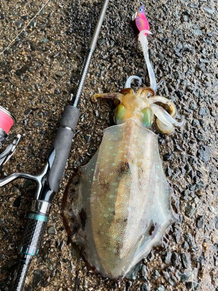 年内最後のエギング