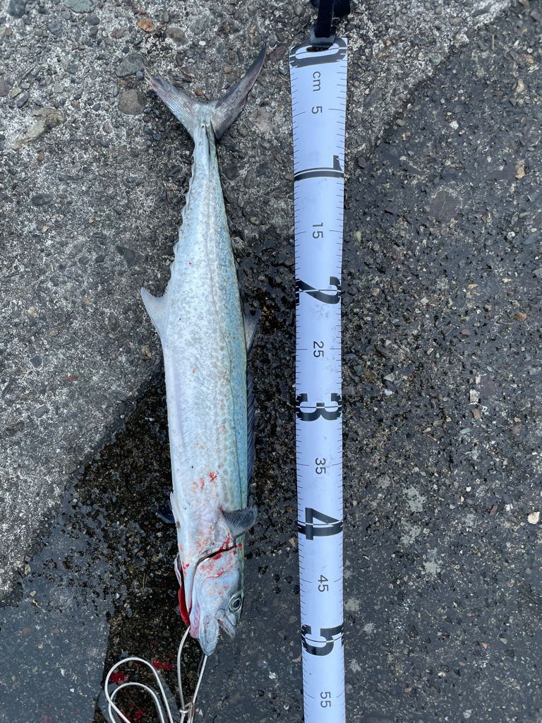 津田ジャンボのサゴシ