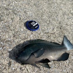 近場で良型グレ