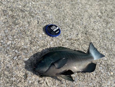 近場で良型グレ