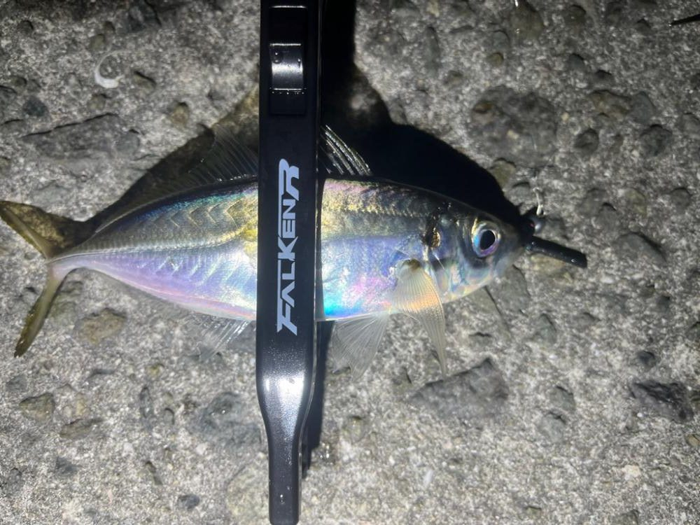 釣り納めアジングつ抜け