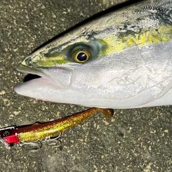 フリフリシャッドに死角なし！