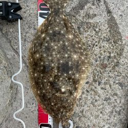 呑ませでヒラメ