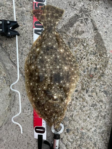 呑ませでヒラメ