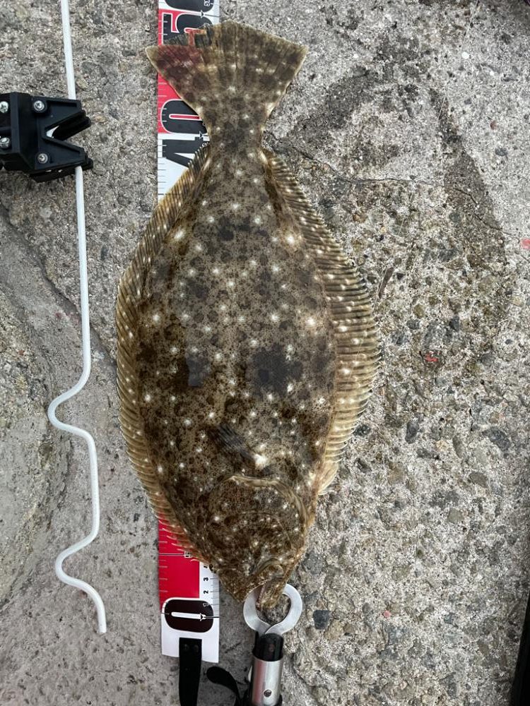 呑ませでヒラメ