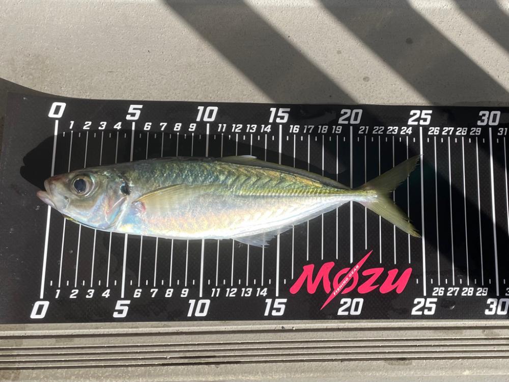 サンタが来たよ✨