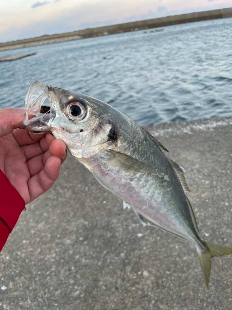 前回に続き尺アジゲット