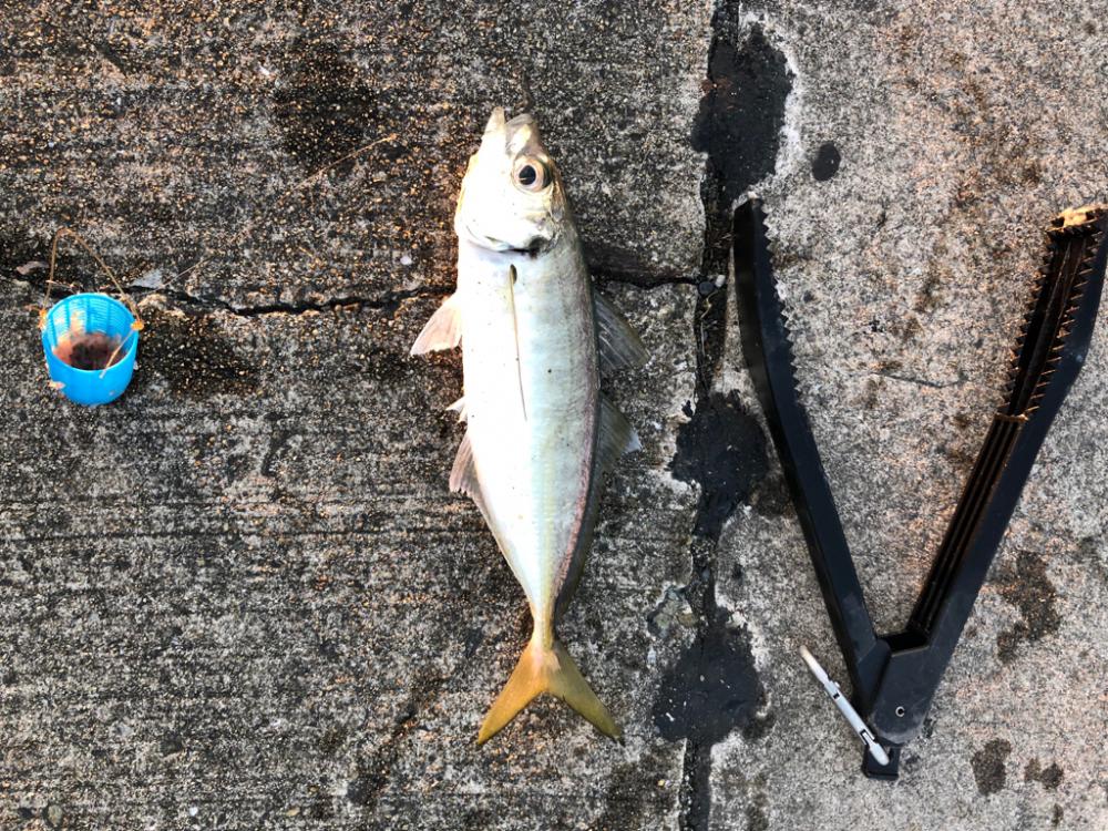 デカあじ　ゲット