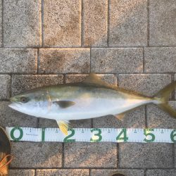 ノマセでキビレとメジロ