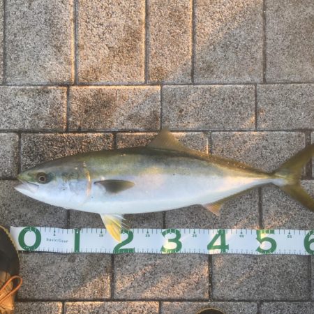 ノマセでキビレとメジロ