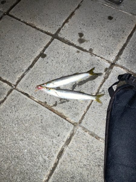 大都会カマス釣り