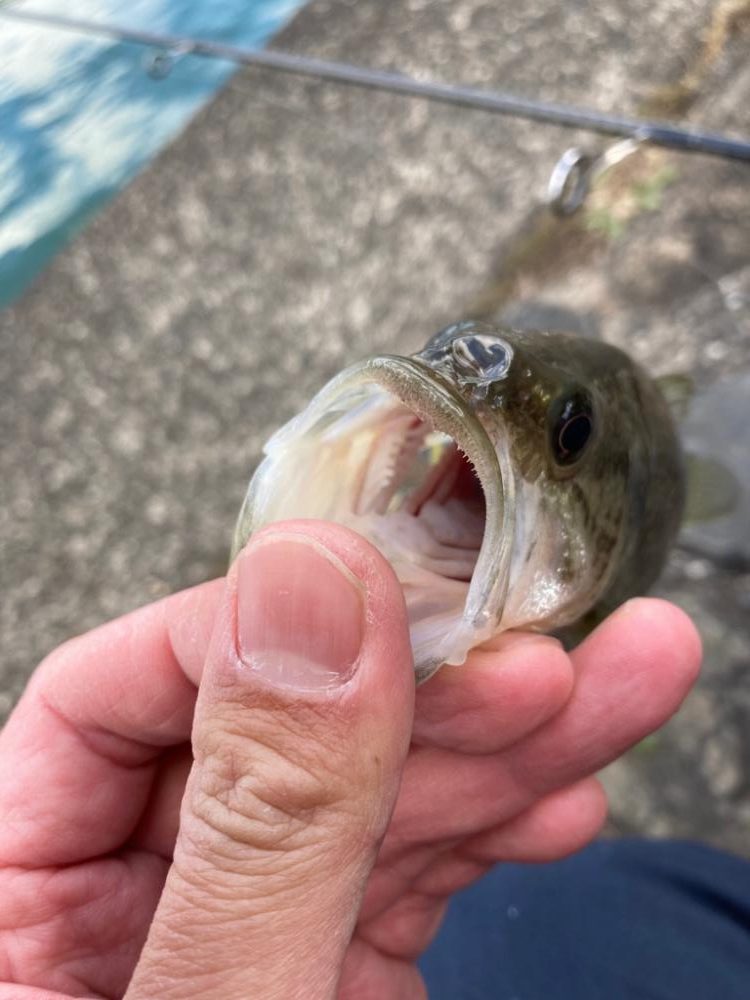 寒波到来もまだまだ釣れる！