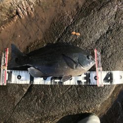 本年納めの釣行