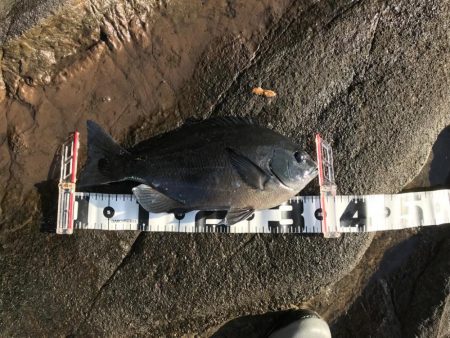 本年納めの釣行