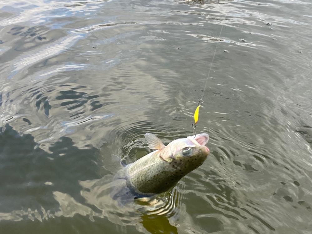 本年のあがり鱒
