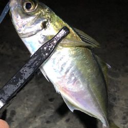 中アジ17匹含め65匹と好調!