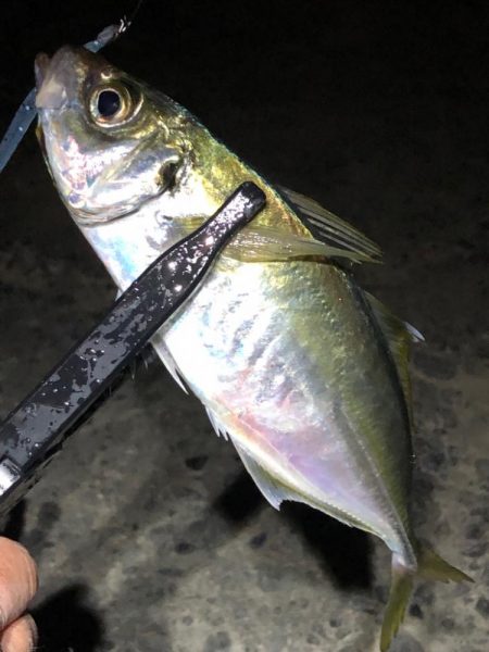 中アジ17匹含め65匹と好調!