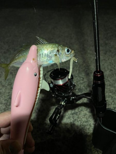 敦賀半島でアジ爆釣