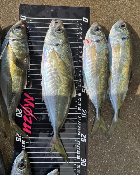 アジ・サバ祭り会場へ